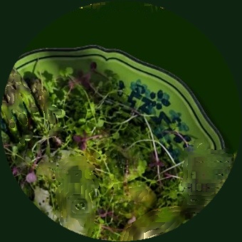 Bowl of topiq microgreens